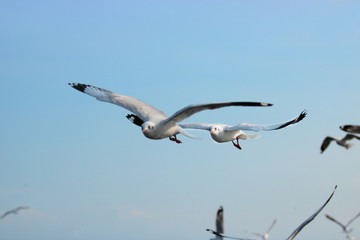 Seagulls flying in the sky ( Science name is Charadriiformes Laridae ). Selective focus and shallow depth of field.