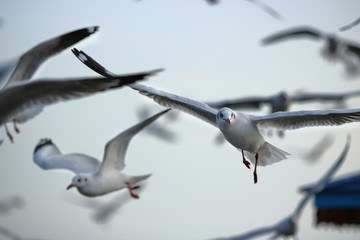 Flock of seagulls flying in the sky ( Science name is Charadriiformes Laridae ). Selective focus and shallow depth of field.