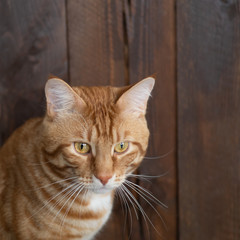 big red cat close-up