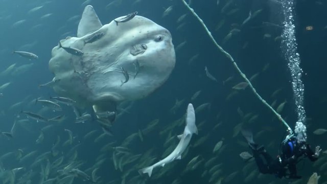 Diver swimming with ocean sunfish