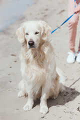 golden retriever dog sitting on sandy beach