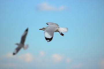 Seagull flying in the blue sky ( Science name is Charadriiformes Laridae ). Selective focus and shallow depth of field.