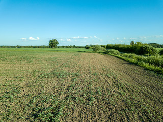 drone image. aerial view of empty cultivated fields with lonely tree in the middle