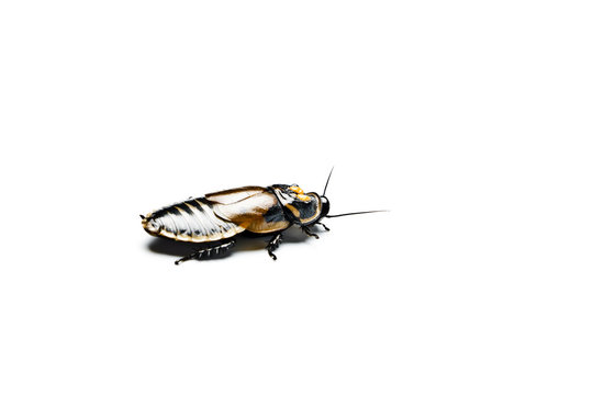 Headlight Cockroach isolated on white.