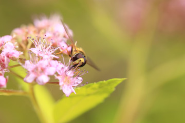 Bee