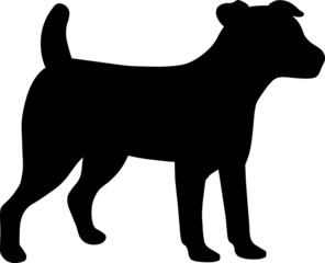 Jack Russel Dog