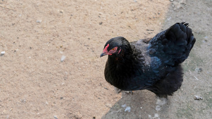 A photo of a free range black chicken standing in a farm field.