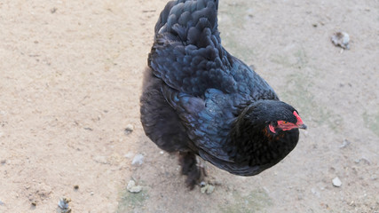 A photo of a free range black chicken standing in a farm field.