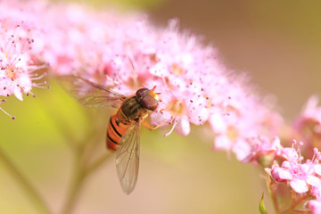 Bee