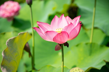 Obraz premium はす