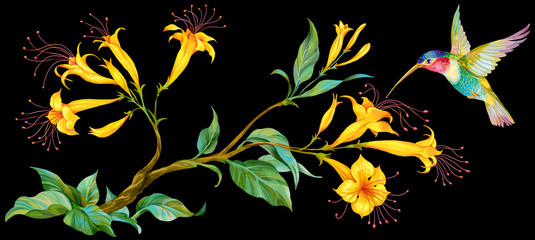Branch with yellow flowers and flying hummingbird isolated on black.Perfect for greeting