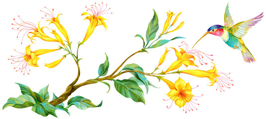 Branch with yellow flowers and flying hummingbird isolated on white.Perfect for greeting