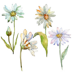 White daisy. Floral botanical flower. Wild spring leaf wildflower isolated. Aquarelle wildflower for background, texture, wrapper pattern, frame or border.