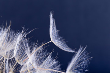 Dandelion seed isolated on a black