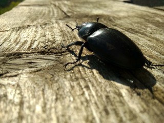 beetle stag beetles