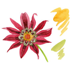 Red gazania. Floral botanical flower. Wild spring leaf wildflower isolated. Aquarelle wildflower for background, texture, wrapper pattern, frame or border.