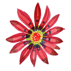 Red gazania. Floral botanical flower. Wild spring leaf wildflower isolated. Aquarelle wildflower for background, texture, wrapper pattern, frame or border.