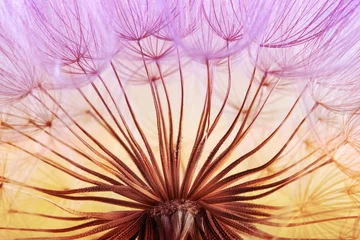 Foto auf Acrylglas Hellviolett Löwenzahnsamen Hintergrund. Makronahaufnahme des Samens. Frühlingsnatur