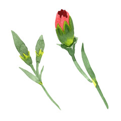 Red Dianthus. Floral botanical flower. Wild spring leaf wildflower isolated. Aquarelle wildflower for background, texture, wrapper pattern, frame or border.