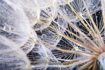 Photo sur Plexiglas Dent de lion Photo macro de graines de pissenlit avec des gouttes d& 39 eau