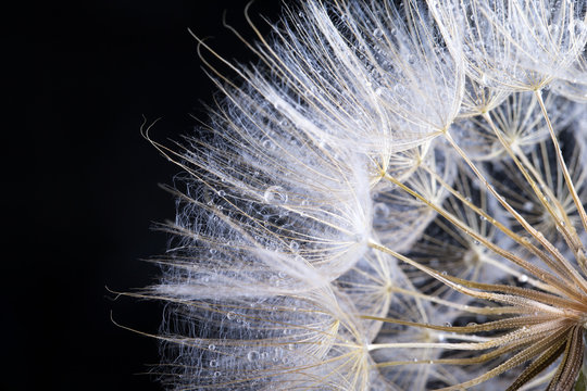 Fototapeta Dandelion seed in black
