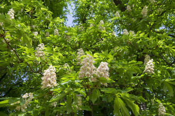 Aesculus hippocastanum springtime tree branches, white flowering plant and green leaves