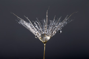  macro photo of dandelion seeds with water drops