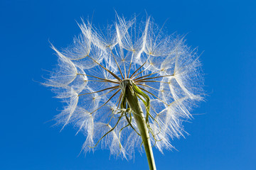 Dandelion with seeds blowing in the  blue sky