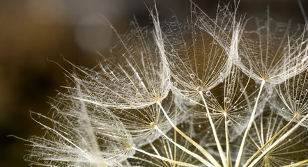 dandelion seed background. Seed macro closeup. Spring nature