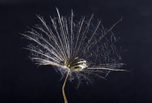  macro photo of dandelion seeds with water drops