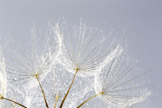 Fototapeta dandelion seed background. Seed macro closeup. Spring nature