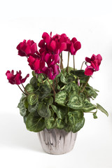 Flowers Cyclamen with green leaves. Cyclamen blooming in a pot isolated on white background.