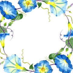 Ipomoea blue. Floral botanical flower. Frame border ornament square. Aquarelle wildflower for background, texture, wrapper pattern, frame or border.
