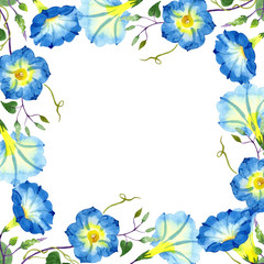 Obraz premium Ipomoea blue. Floral botanical flower. Frame border ornament square. Aquarelle wildflower for background, texture, wrapper pattern, frame or border.