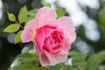 Close up Rose `Kir Royal´