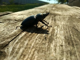  beetle stag beetles