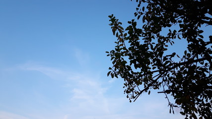  An amazing caption of some trees and some clouds over the sky from the city center in the morning after rain.