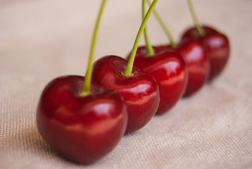 Close up of five ripe and red lined cherries with petioles