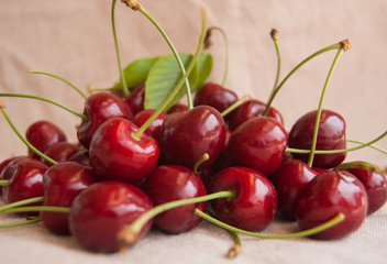 Close up of many ripe and red cherries with petioles