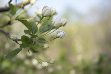 Beautiful branch of flowering apple tree on light background with soft focus. The buds of a flowering Apple tree. Macro. Blooming garden in spring.