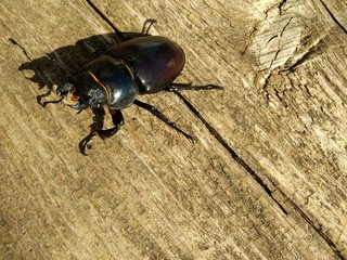  beetle stag beetles