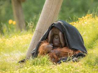 Adult male Bornean Orangutan - Pongo pygmaeus - sitting outdoors in green grass, partly hiding...