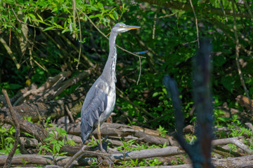 Wildlife photo - Blue heron is its natural environment, Danubian wetland, Slovakia, Europe