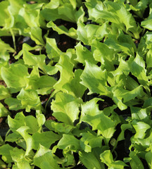 green tender leaves of lettuce in the vegetable garden