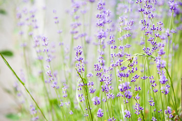 Blooming lavender flowers
