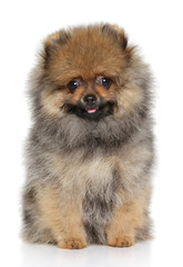 Obraz premium Cute Pomeranian spitz puppy