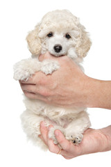 Happy dog puppy in hands