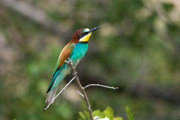 Wildlife photo - Bee eater sits on branch its natural environment, Sandberg, Slovakia, Europe