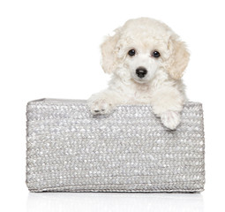 White Poodle puppy in wicker basket