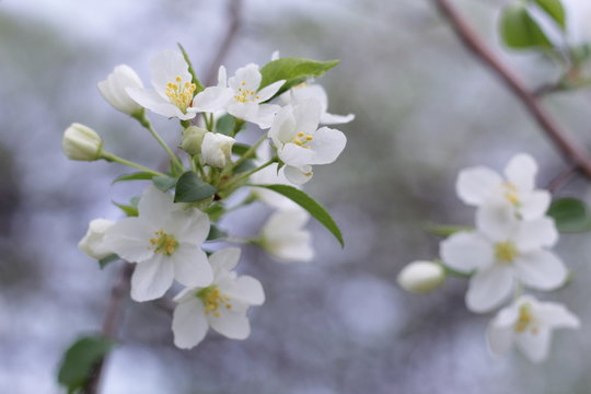 Beautiful floral spring nature background with copy space. Branches of blossoming apple tree close-up on background with soft focus. Flowering Apple tree. Macro. Blossoming garden in spring.